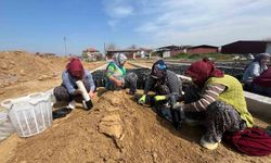 İki kardeşten üzüm fidanında büyük başarı