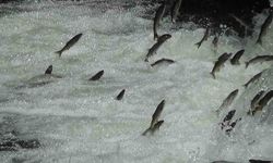 İnci kefalleri Van İl Jandarma Komutanlığı'na emanet