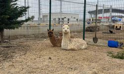 İpsala Sınır Kapısı'nda minibüste cins hayvanlar ele geçirildi