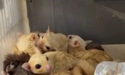 Isparta'da 33 şeker planörü ve 2 Arap tavşanı ele geçirildi