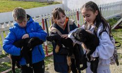 İzmir'de 2 bin 300 patili yuva bekliyor