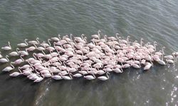 İzmit Körfezi'nde çamur gitti, allı turnaların sayısı ikiye katlandı