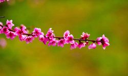 İznik Ovası'nda bahar şöleni : Şeftali bahçeleri kartpostallık görüntüler oluşturdu