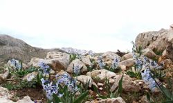 Kar altından çıkan kaya sümbülü görsel şölen sunuyor