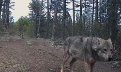 Karabük'te yerleşim yerlerine inen yaban hayvanları kamerada