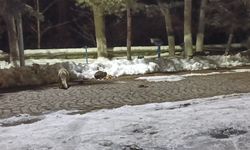 Kars'ta kedi ile tilkinin ilginç karşılaşması kamerada