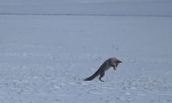 Kars'ta kızıl tilkinin kar altındaki avı kamerada