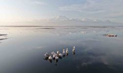 Kayseri'nin ilk pelikanları geldi