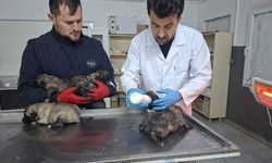 Kilis'te 6 köpek yavrusu yangından kurtarıldı