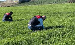 Kırklareli'de tarım arazilerinde denetim: Kanola ve hububat ekilişleri incelendi