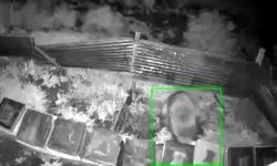 Kış uykusundan kalkan ayı, kovanlara saldırdı