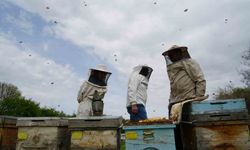 Kış uykusundan uyanan arılar Erzincan'da yeni sezona hazırlanıyor