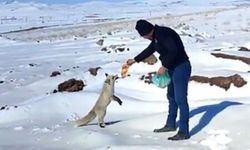 Kışın zor günlerinde tilkiye işçilerden şefkat eli