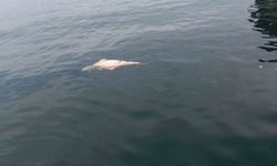 Kocaeli'de kıyıya sürüklenen ölü yunus görüntülendi