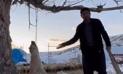 Köpeği zincirle ağaca asarak öldüren şahıs gözaltına alındı
