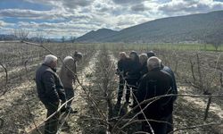 Korkuteli'nde çiftçilere budama eğitimi