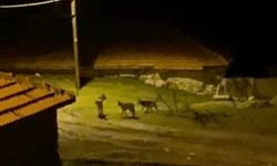 Köye inen kurt sürüsü kamerada