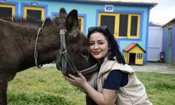 Kuşadası'ndan saplandığı çamurdan kurtarılan eşek koruma altına alındı