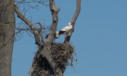 Leylekler baharın müjdesiyle geri döndü