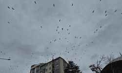 Leyleklerin gökyüzündeki dansı görsel şölen oluşturdu