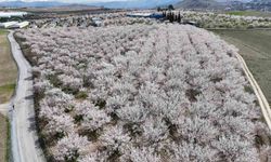 Malatya'da çiçek açan kayısı bahçeleri havadan görüntülendi