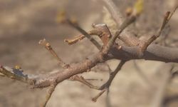 Manisa'da meyve ağaçlarına ateş yanıklığı uyarısı