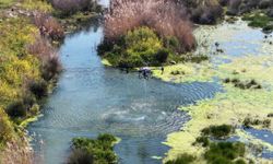 Manisa'da sivrisinek alarmı