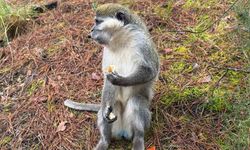 Mantar aramak için çıktığı doğada maymun buldu