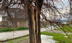 Mardin'de yıldırımın isabet ettiği ağaç ikiye bölündü