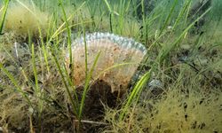 Marmara Denizi'nde kullanılan kaçak av aracı yakalandı
