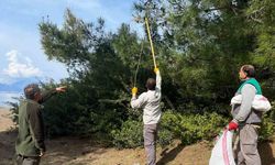 Marmaris'te çam kese böceğine karşı 'mekanik ve biyolojik yöntemlerle mücadele' sürüyor