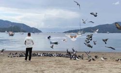 Marmaris'te güvercinler kışın boşalan sahili mesken tuttu