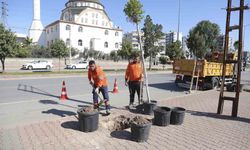 Mersin'de ağaçlandırma seferberliği başladı
