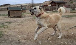 Mevsimin ilk kangalları dünyaya gözlerini açtı, karakterleri böyle ortaya çıkıyor
