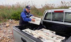 Milas'ta kaçak avcılığa geçit yok: 80 kilo kefal balığına el konuldu