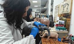 Milyon yıllık tarih minyatürleştiriliyor