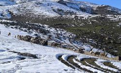 Muş'ta besiciler baharı beklerken yeniden kışa geldi