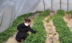 Narenciyeden umduğunu bulamayan üretici çileğe yöneldi