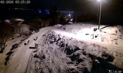 Niğde'de aç kalan kurtlar köye indi