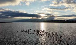 Niğde'deki Akkaya Barajı'nda flamingo şöleni başladı