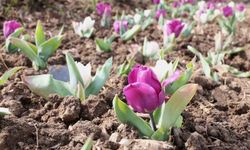 Osmangazi'nin her bir noktası çiçek açtı