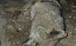 Otomobilin çarptığı kurt telef oldu