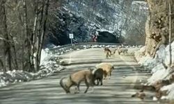 Ovacık yolunda dağ keçisi sürüsü yolu kapladı
