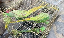 Petshop denetiminde 39 papağana el konuldu