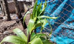 Sadece 20 günlük ömrü var: Bu çiçeği koparmanın cezası 700 bin lira