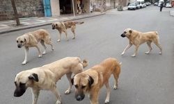 Sahipli hayvanını terk edene 108 bin TL ceza