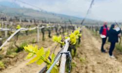 Salihli'de yağışlar Ölükol riskini artırdı