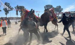 Şap karantinası kalktı, deve güreşleri İncirliova'da başladı