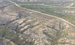 Sarıçam'da 1 milyon 200 bin fidan toprakla buluşturuldu