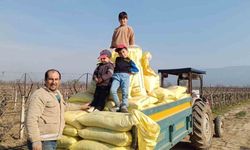 Sarıgöl bağlarında gübreleme çalışmaları başladı